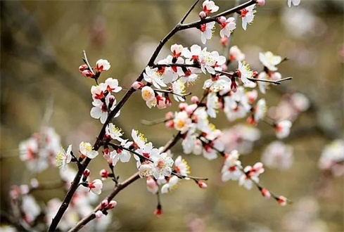 吃喝玩樂不遠(yuǎn)行，帶你一卡游濟(jì)寧！濟(jì)寧旅游惠民卡送您一個(gè)春天（附辦卡攻略）