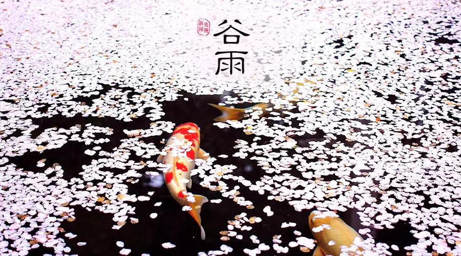谷雨 | 春欲遠(yuǎn)，夏未至，人間最美四月天